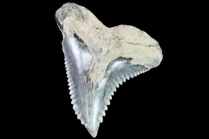 Hemipristis Shark Tooth Fossil - Virginia #91738